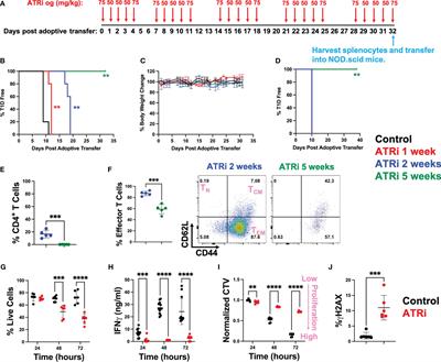 An orally available cancer drug AZD6738 prevents type 1 diabetes